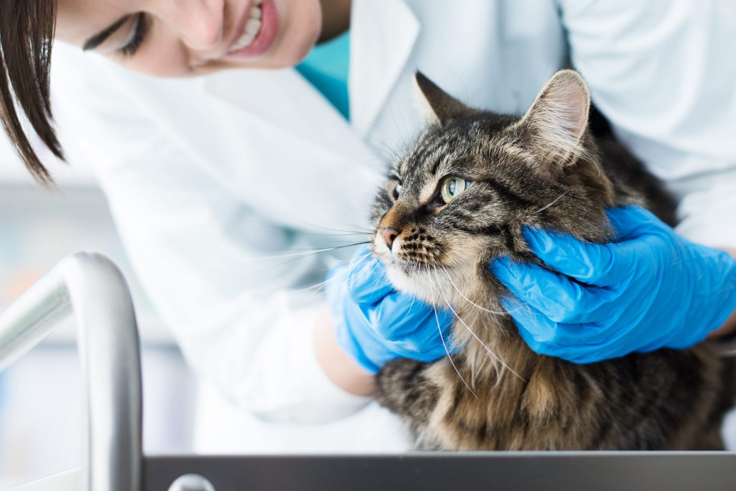 Smiling veterinarian examining a cat on the surgical table, pet care concept